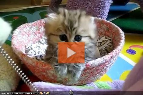 VIDEO: The Cyootest Kitten EVAR?!?!?!