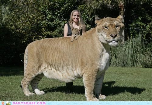 OH. MY. GOODNESS. LIGER.