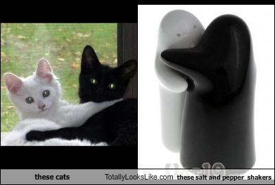 These Cats Totally Look Like These Salt & Pepper Shakers