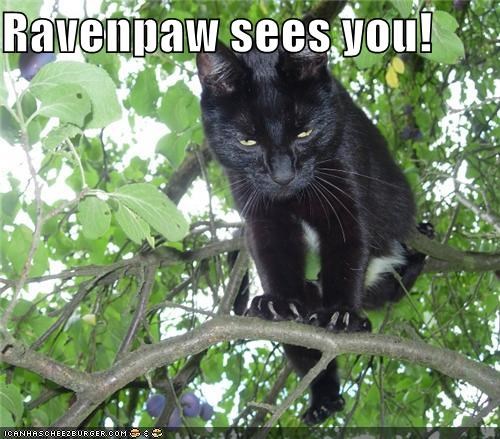 Ravenpaw sees you!