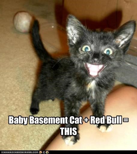 Baby Basement Cat + Red Bull = THIS