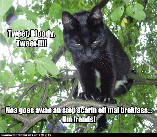 Tweet, Bloody, Tweet !!!!