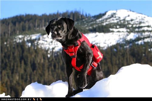 Goggie ob teh Week - Search and Rescue: Snow Angel