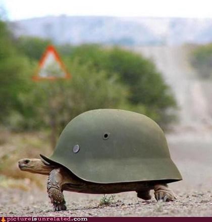 Sweet Shell, Bro