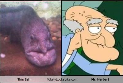 TLL Classics: This Eel Totally Looks Like Mr. Herbert from "Family Guy"
