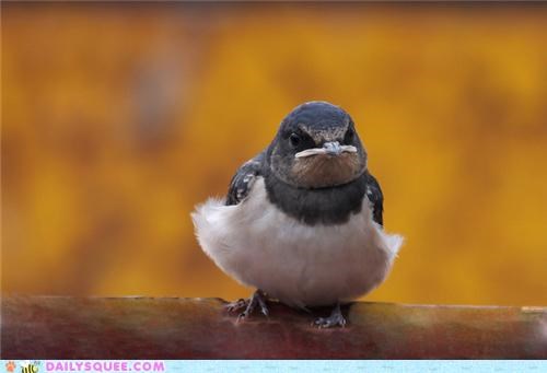 Squee Spree: Fabulously Frumpy