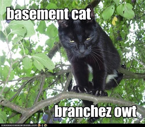 basement cat