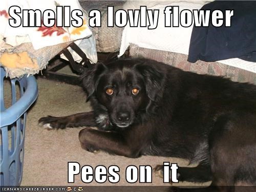 Smells a lovly flower