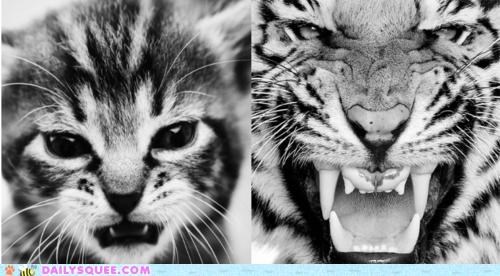 Acting Like Animals: Impersonating My Idols