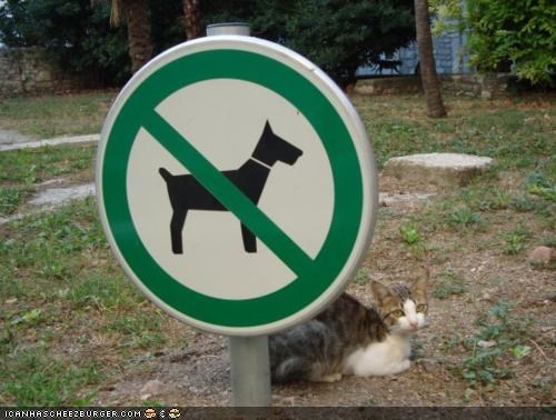 Cyoot Kitteh of teh Day: Sux 2 B U, Goggie!