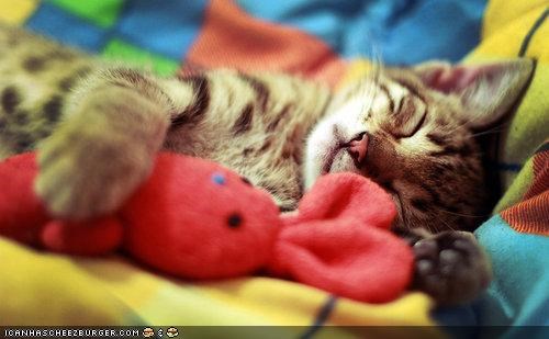 Cyoot Kitteh of teh Day: Saturday Sleep-In