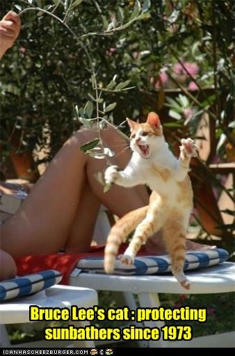 Bruce Lee's cat : protecting sunbathers since 1973