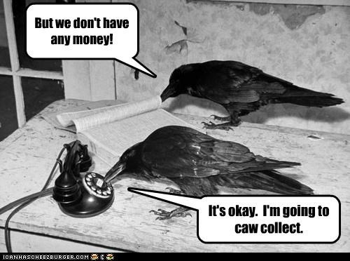 So Simple, Even A Crow Can Do It