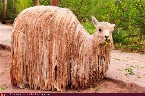 Yah, Mon. Dis Grass Is Good.
