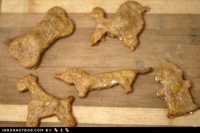 Homemade Goggie Treat ob teh Week: Chicken & Oat Cookies!