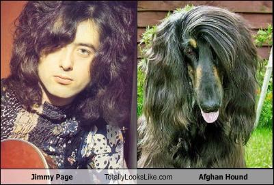 Jimmy Page Totally Looks Like Afghan Hound