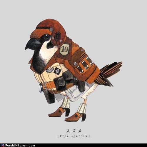 Highly Decorated Birds