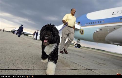 America's Top Dog: BObama!
