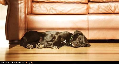 Cyoot Puppeh ob teh Day: Sleeping on Sunshine