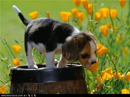Cyoot Puppeh ob teh Day: Fragrant Fields