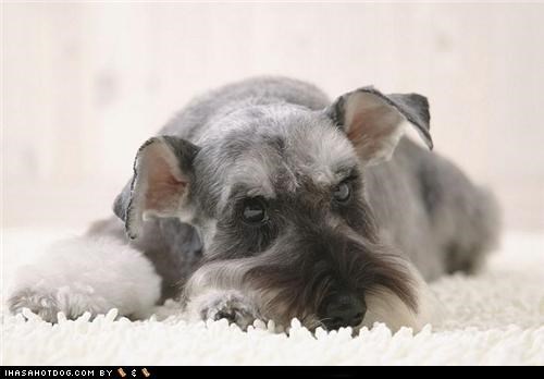 Cyoot Puppeh ob teh Day: I'll Just Stay Right Here