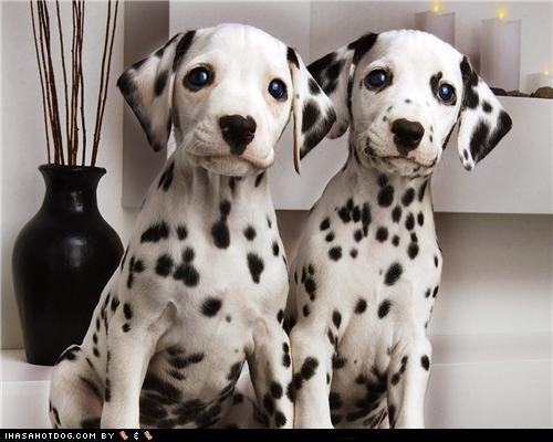 Cyoot Puppehs ob teh Day: We See That You Brought Home Some Bacon