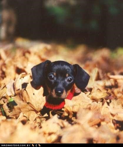 Cyoot Puppeh ob teh Day: You Found Me!