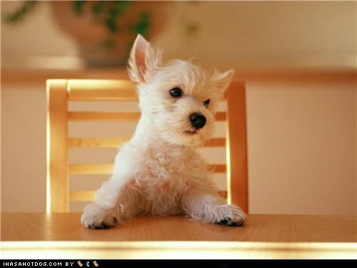 Cyoot Puppeh ob teh Day: Dinnertime!