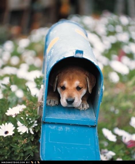 Cyoot Puppeh ob teh Day: Special Delivery!