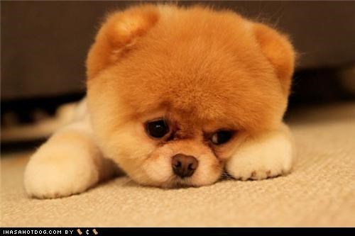 Cyoot Puppeh ob teh Day: Beary, Beary Cute!
