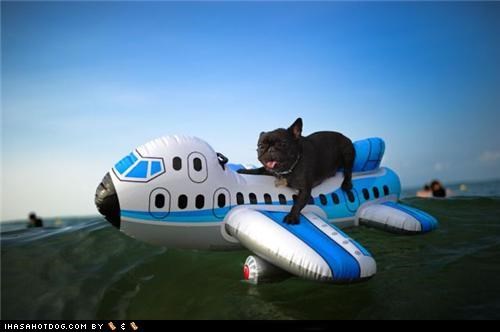 Cyoot Puppeh ob teh Day: Coming In For A Landing