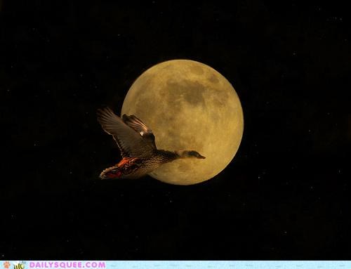 Acting Like Animals: Fly Me to the Moon