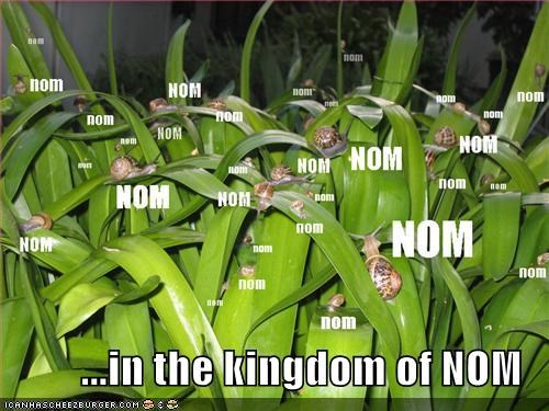 ...in the kingdom of NOM