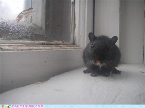 His Name's Oreo