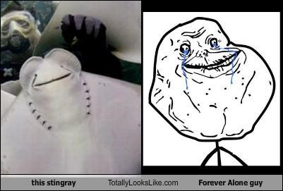 This Stingray Totally Looks Like Forever Alone Guy