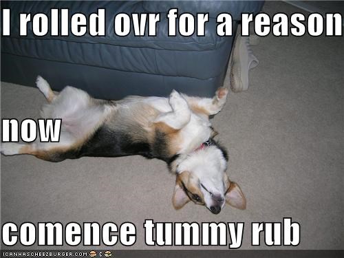 I rolled ovr for a reason now comence tummy rub