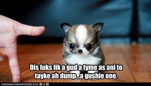 Dis luks lik a gud a tyme as ani to  tayke ah dump...a gushie one.