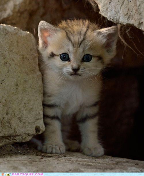 Rare Sand Kitten Born in Tel Aviv