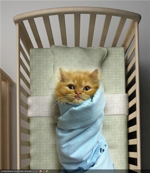 Cyoot Kitteh of teh Day: U Shud Rly Considur Hasing a Reel Bebbe...