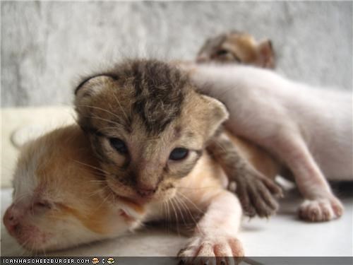 Cyoot Kittehs of teh Day: Newborn Pileup