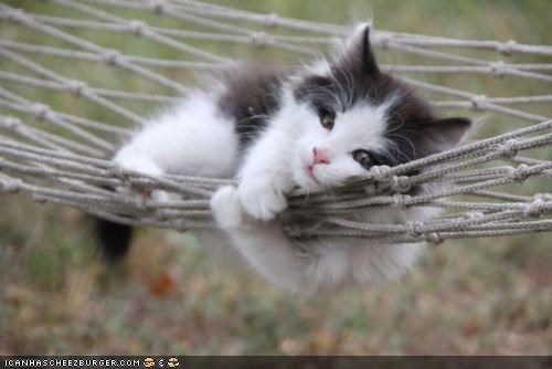 Cyoot Kitteh of teh Day: Hangin' in teh Hammock