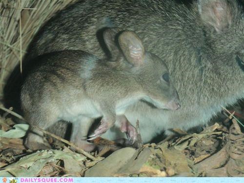 Whatsit Wednesday: What's New, Potoroo?