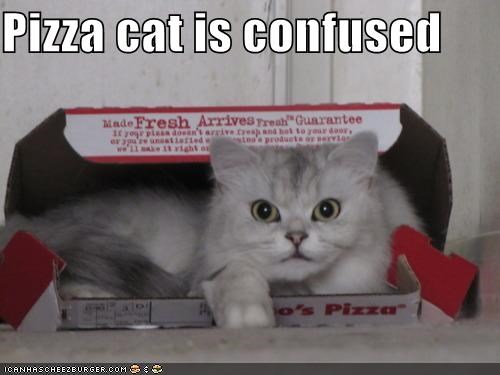 Pizza cat is confused