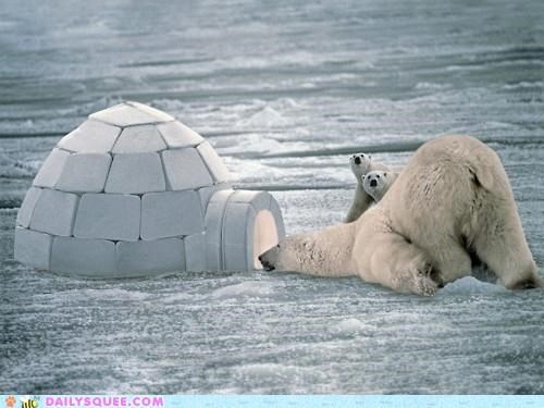 Acting Like Animals: Anybody Home?
