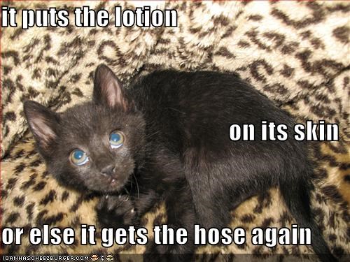 The Silence of the Kittehs