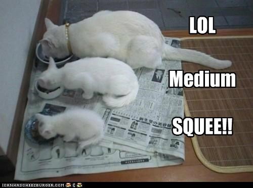 Sizes of cat.