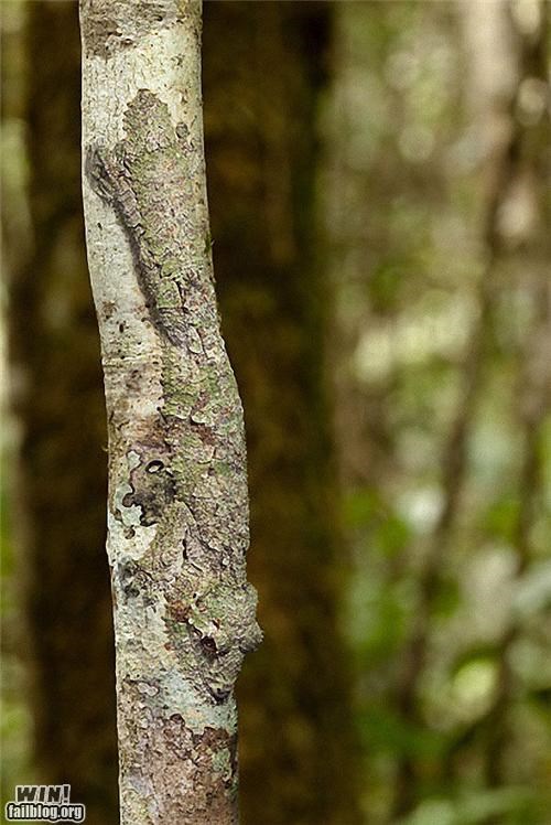 Mother Nature FTW: Camouflage!