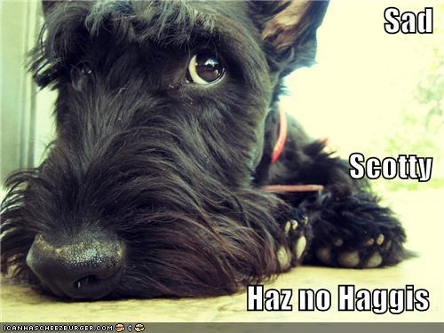 Sad Scotty