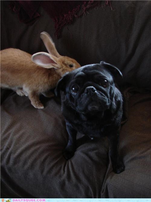 Rupert the baby Flemish Giant bunny and Percy the Pug