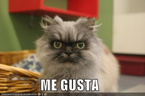 Meow Gusta